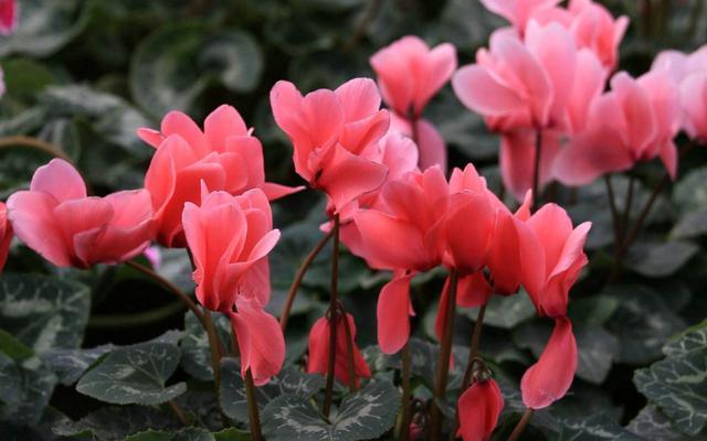 仙鹤来花语是什么意思，仙鹤来花语牌（烂根烂茎不发生）