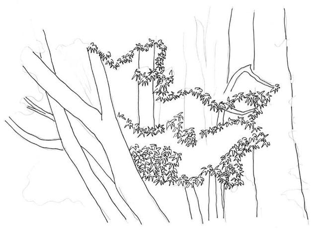 小树简笔画怎么画，小树的简笔画怎么画（教你三种常见树木画法）