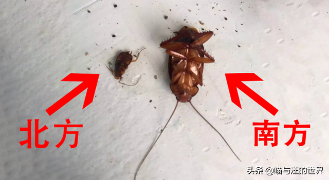 打死蟑螂会有更多蟑螂吗，蟑螂死了会招来蟑螂吗（你还敢用脚踩、拖鞋拍打蟑螂）