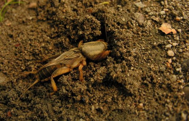 蝼蛄是什么动物，蝼蛄是益虫还是害虫（被人们称为“土狗子”）