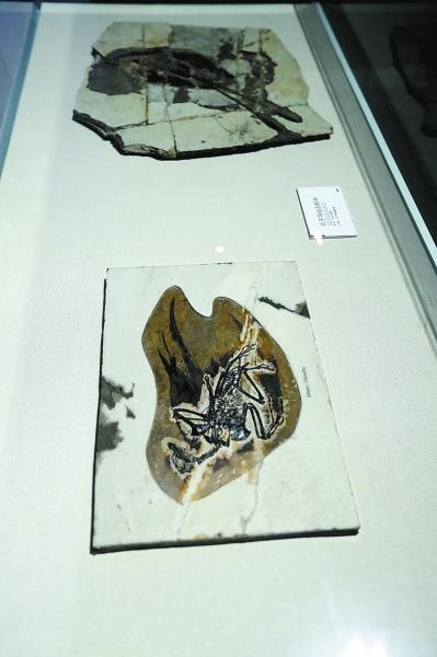 鼯猴会游泳吗，猴子到底会不会游泳（去自然博物馆探索飞行的奥秘）