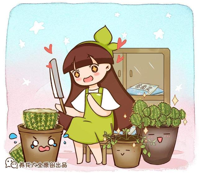 仙人掌有哪些特点，仙人掌的特点是什么（跟风买的网红仙人掌）