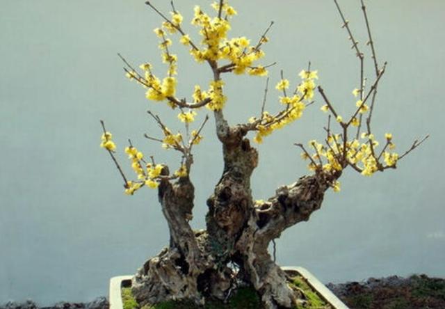 冬天开的花有哪些，冬天开的花有哪些花名颜色（家里养上5种花，天冷也有花看）