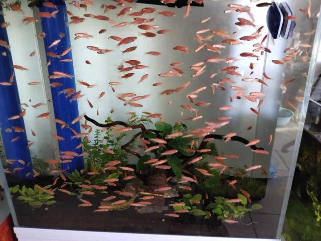 鹦鹉鱼混养，鹦鹉鱼混养最佳搭配鱼（孔雀鱼到底可不可以与迷你鹦鹉鱼、燕鱼、斗鱼等混养在一起）