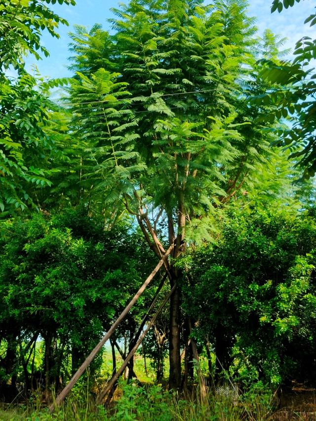 布迪椰子苗，布迪椰子树的生长温度是多少（珠三角区20年老字号）