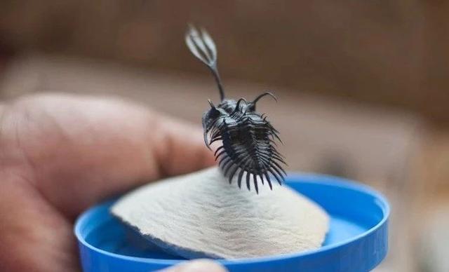 三叶虫因为什么而得名，三叶虫的由来（演化20000个种）