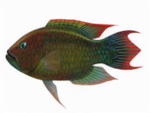 每天吃一条鱼的危害，每天吃一条鱼的危害大吗（5类鱼没营养）