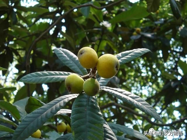 绣线菊亚科植物多具瞢荚果,少为蒴果,瞢荚果由离生心皮发育而来,是初生性状，或原始性状,蒴果由合（草莓上的小麻点真的只是种子吗）