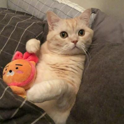 猫咪宝贝头像微信，猫咪宝贝头像（微信头像猫咪可爱搞怪）