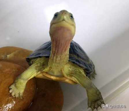 乌龟一般吃什么，家养的小乌龟一般吃什么（最全面的新手养龟攻略）