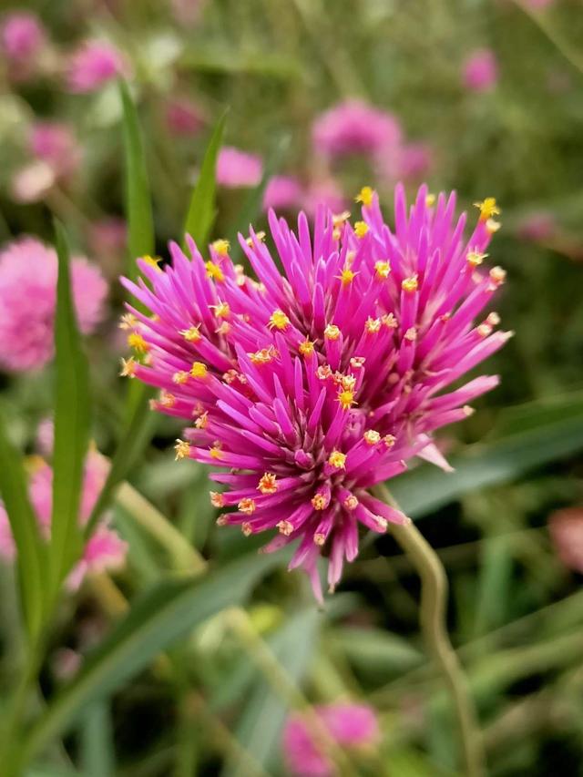 花卉图片及名称大全，常见绿植花卉及名称大全（100种常见花图鉴）