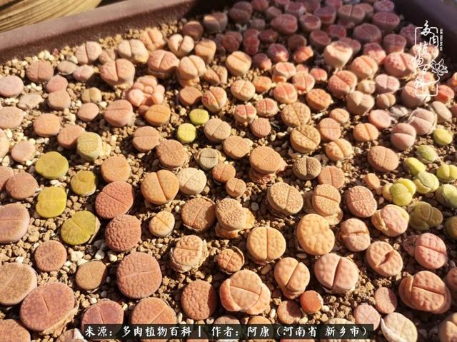 2021九·一八事变是多少周年，2021年是九一八事变的几周年（献给2021最好的春天）