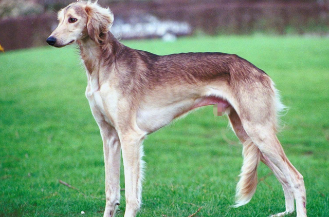 下司犬的缺点，下司犬的缺点短毛下司（这7种“土狗”很优秀）