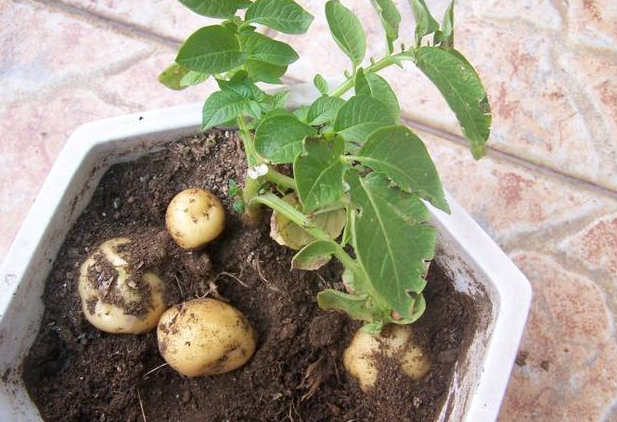 水培土豆种植方法步骤，土豆水培如何种植（水培4步操作到位）