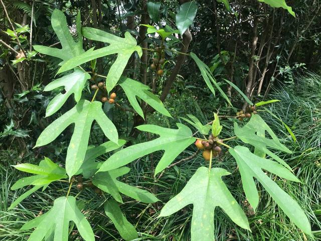 五指毛桃的功效与作用,七指毛桃的功效与作用图片(却补气而不上火的