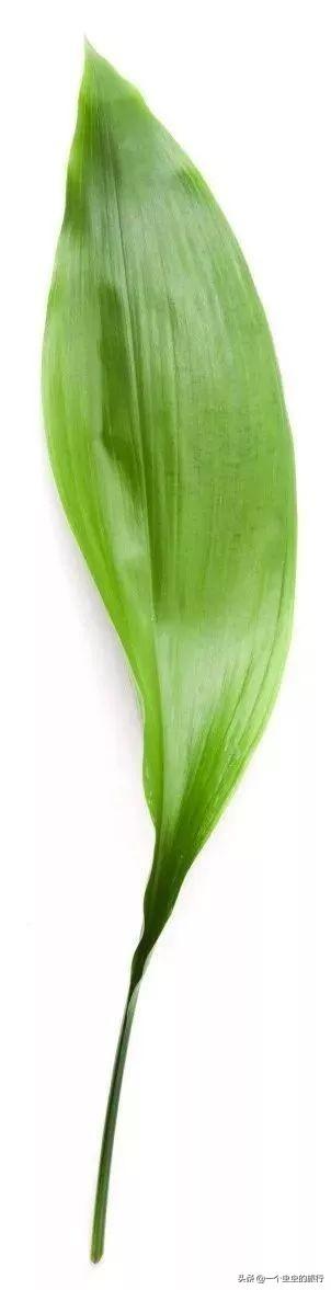 包粽子的叶子是什么植物的叶子，粽叶是什么植物的叶子（粽子到底是用什么叶子包的）