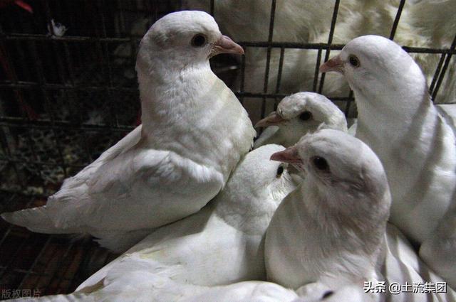 肉鸽养殖的成本和利润？肉鸽养殖有哪些优势？