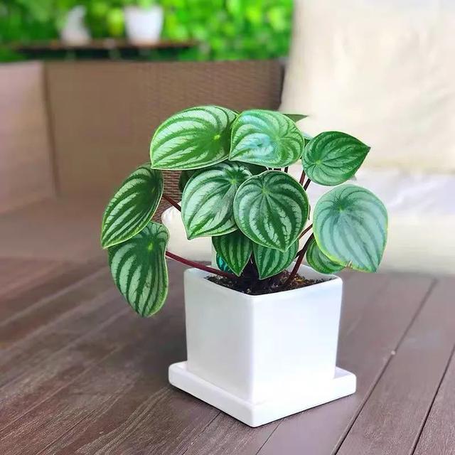 西瓜皮椒草栽培方法应明确六个要点,西瓜皮椒草叶插(家里养几盆西瓜皮