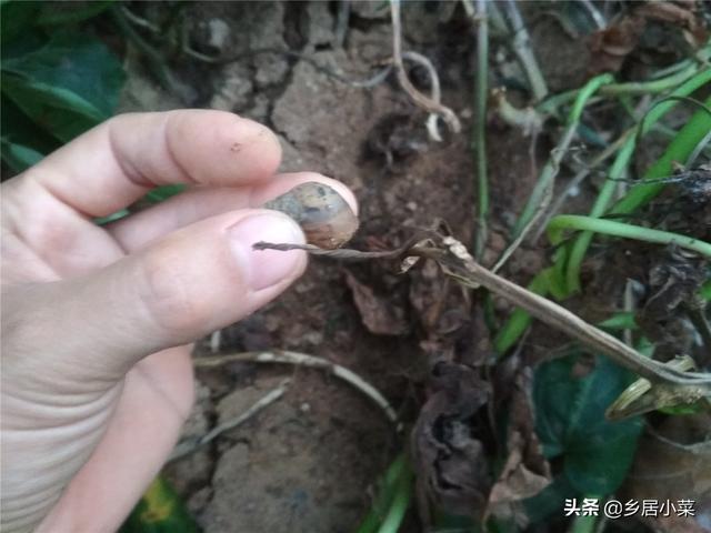 蜗牛吃什么食物，蜗牛吃什么（几个“坚持”后）