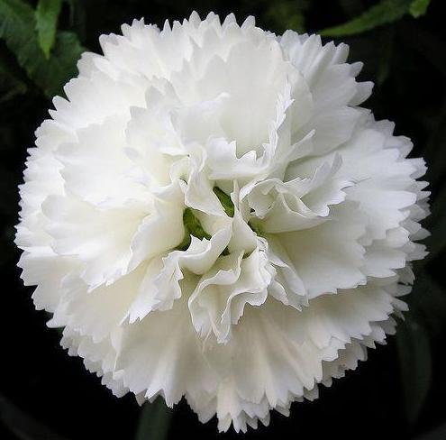 天堂鸟花语，天堂鸟花图片（你知道大自然中这些花的花语吗）