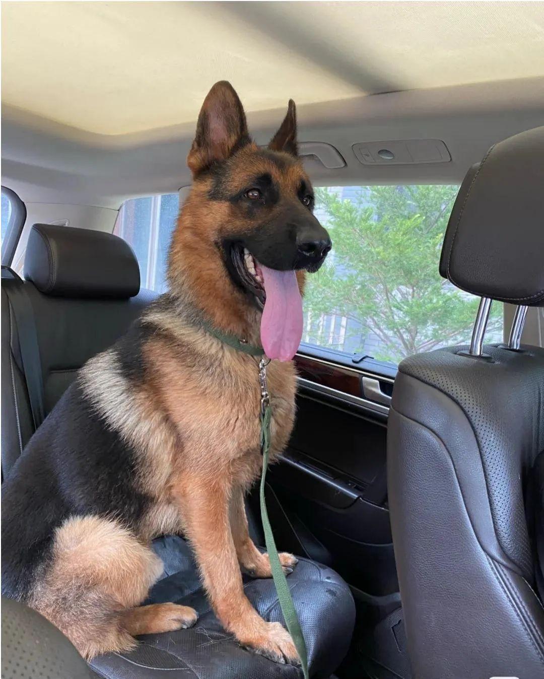 警犬多少钱一只(中国最厉害的警犬)