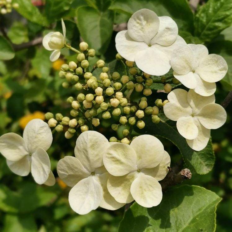 琼花的样子(谁看了都要着迷) - 农业 - 爱宁信息网