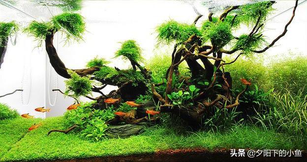 种植迷你矮珍珠的方法，矮珍珠怎么种植方法（4种正确栽种方法）