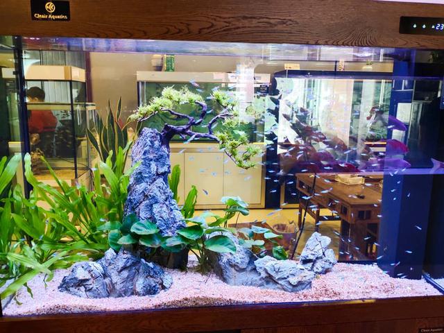 鹦鹉鱼混养，鹦鹉鱼混养最佳搭配鱼（孔雀鱼到底可不可以与迷你鹦鹉鱼、燕鱼、斗鱼等混养在一起）