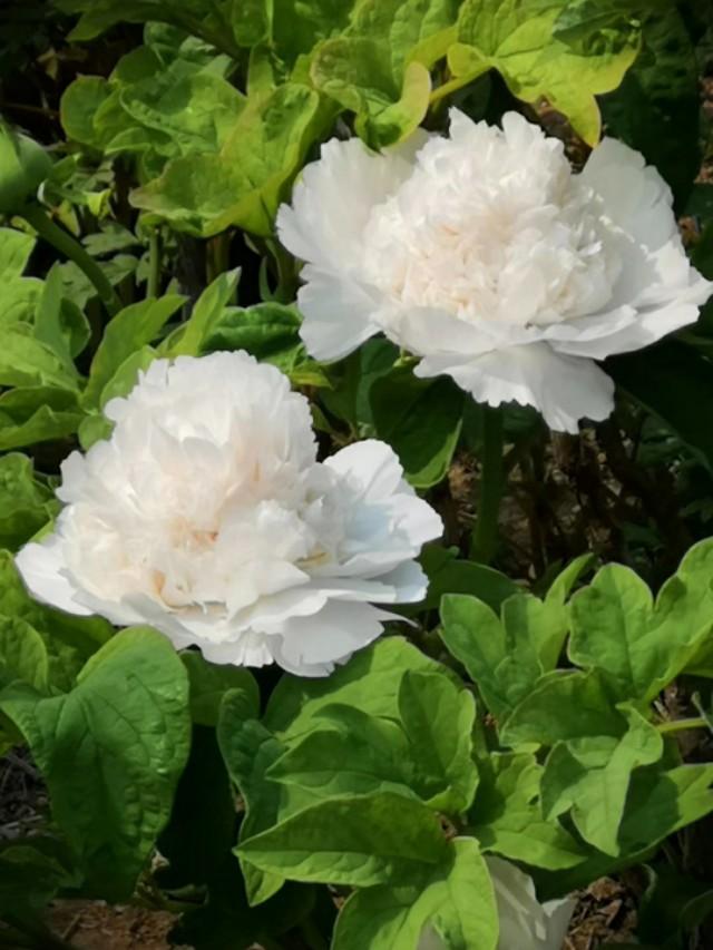 牡丹是什么意思，凤穿牡丹是什么意思（现在是牡丹盛开时节）