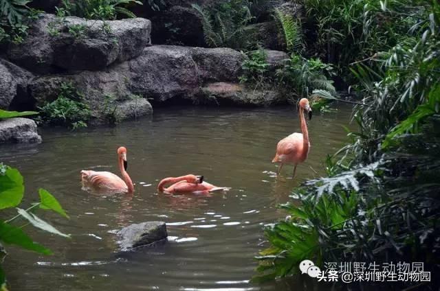 火烈鸟为什么是红色的，火烈鸟为什么是红色（火烈鸟身上的“十万个为什么”）