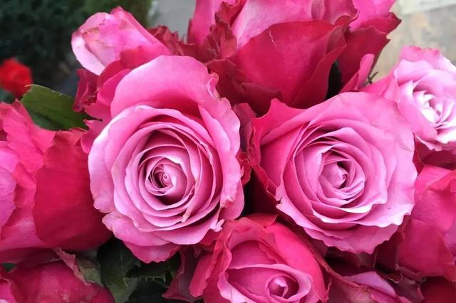 各种玫瑰花的含义，各色的玫瑰花有什么含意（一篇文章认全花店必备80种玫瑰花）