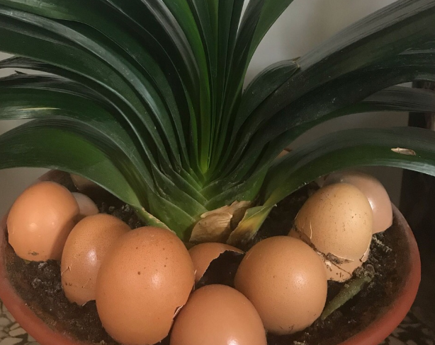 鸡蛋壳怎么做肥料，家庭养花之怎么用鸡蛋壳制作花肥（鸡蛋壳通过2步处理）