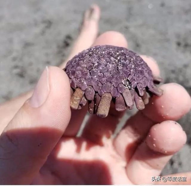 暖手宝里面是什么，暖手宝是什么成分（“网友什么都知道系列”）