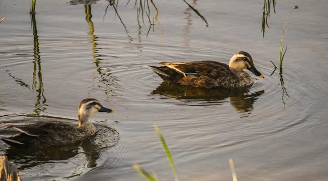 野鸭的种类有哪些，野鸭子有哪几种（TA就是野鸭中最靓的仔）