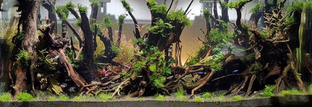 鱼缸底部铺什么好，鱼缸底部铺卵石养什么鱼（如何挑选一个合适自己的鱼缸）