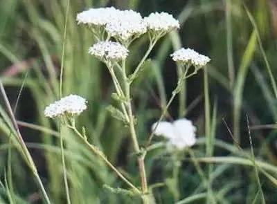 芙蓉花花语，芙蓉花花语及寓意（100种花的花语，太全了！）