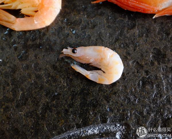 虾有多少品种，淡水虾有哪些品种（虾类双11购买攻略富山虾）