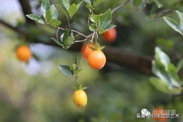 金弹子盆景简单介绍，被捧上神坛的“金弹子”盆景