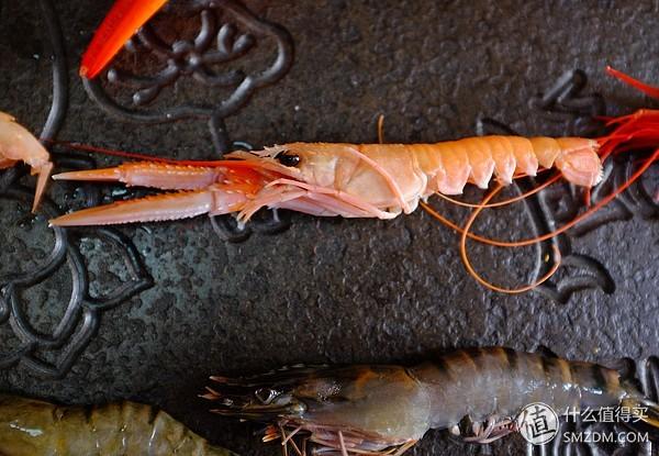 虾有多少品种，淡水虾有哪些品种（虾类双11购买攻略富山虾）
