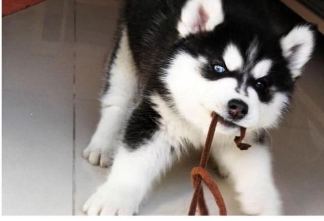 狗狗真菌性皮肤病，狗狗皮肤病（狗狗皮肤病用什么药膏比较好）