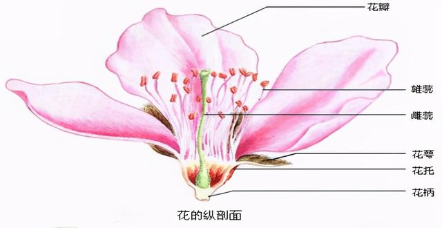 郁金香花蕊结构图片