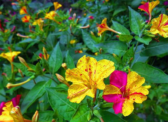紫茉莉（紫茉莉花），农村院里的3种茉莉花（紫茉莉 茉莉）