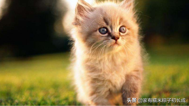 猫咪怀孕了有什么迹象，多条线索证明——你是否当上爷爷奶奶了