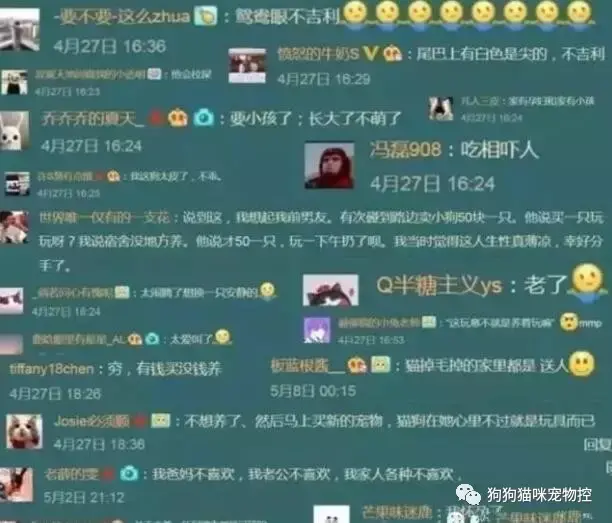 现在养小狗可以吗，“如果可以，请不要养狗