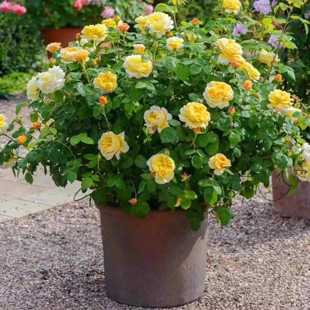 我国国花是什么花，中国国花是什么花（中国国花是什么花）