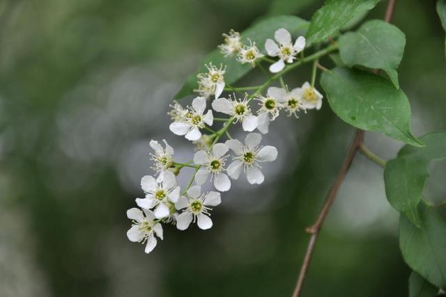 稠李，稠李树，盘点东北独有的野生水果（稠李树图片大全）