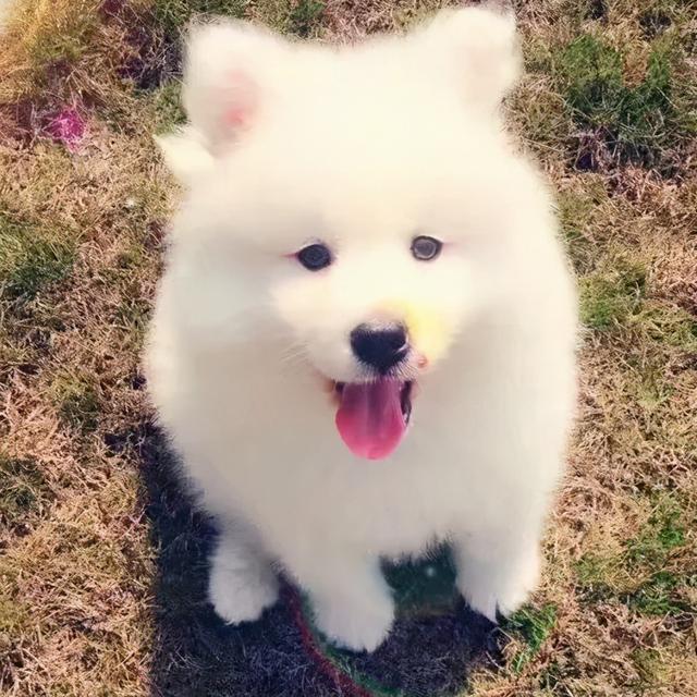 金毛犬，6种狗狗小时候和长大的对比（金毛犬的优缺点及性格）