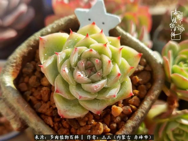 雪候鸟是什么意思，雪候鸟歌词表达什么意思（多肉于我从来不是锦上添花）