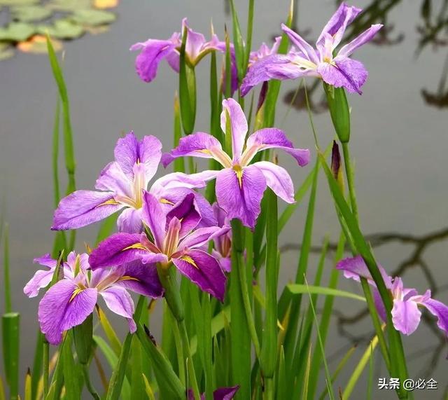 水生植物有哪些，常见的水生植物有哪些（水生植物大全）