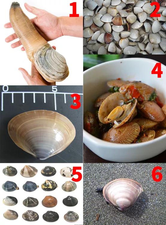 蛏子怎么读，蛏子怎么吃法家庭吃法（蛤、蚌、蚶、蚬……菜市场里的贝壳你都认识吗）